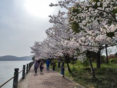 -无锡蠡湖国家湿地公园-蠡园