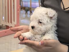 -柴犬小屋·柴餐厅·狗咖食堂(金鼎广场店)