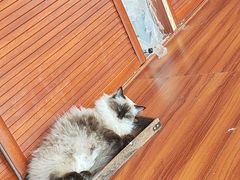 -楼上猫咖(罗湖店)