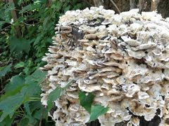 -碓臼峪自然风景区