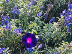 -北京东方普罗旺斯薰衣草庄园