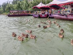 -白洋淀景区