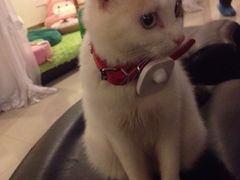 萌喵咖啡屋-萌喵宠狗爱心宠咖