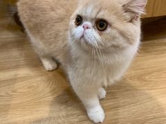 -滚猫咖啡·猫咖·猫友好撸猫(未来城店)