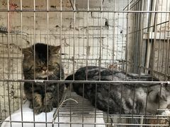 猫猫-龙桥私厨·姜花菊花过桥鱼·顺德菜(容桂店)