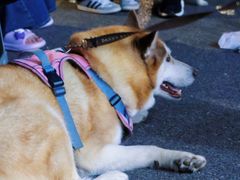 -胖子水煮(铁路三村无任何分店)