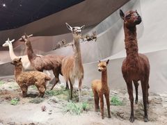 -武汉园博园(武汉自然博物馆)