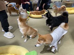 -逗柴咖啡屋·狗咖猫咖宠物桌游