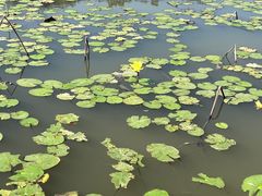 -大湾区中央湿地公园