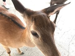 -鹿境梅花鹿生态园区