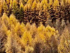 -塞罕坝国家级自然保护区