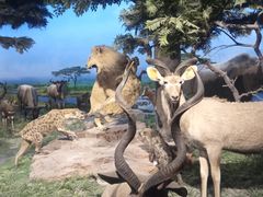 -国家自然博物馆