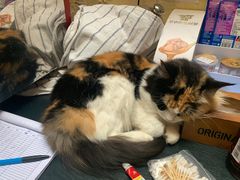 -猫色咖啡·猫咖
