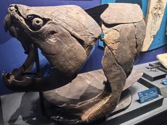 -国家自然博物馆