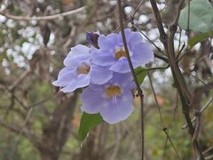 -广西壮族自治区药用植物园