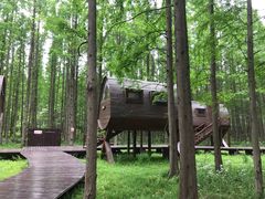 -黄海国家森林公园