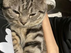 -猫尾侦探俱乐部·剧本杀·狼人杀