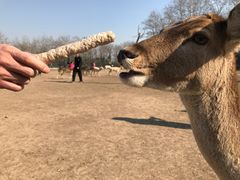 -北京麋鹿生态实验中心