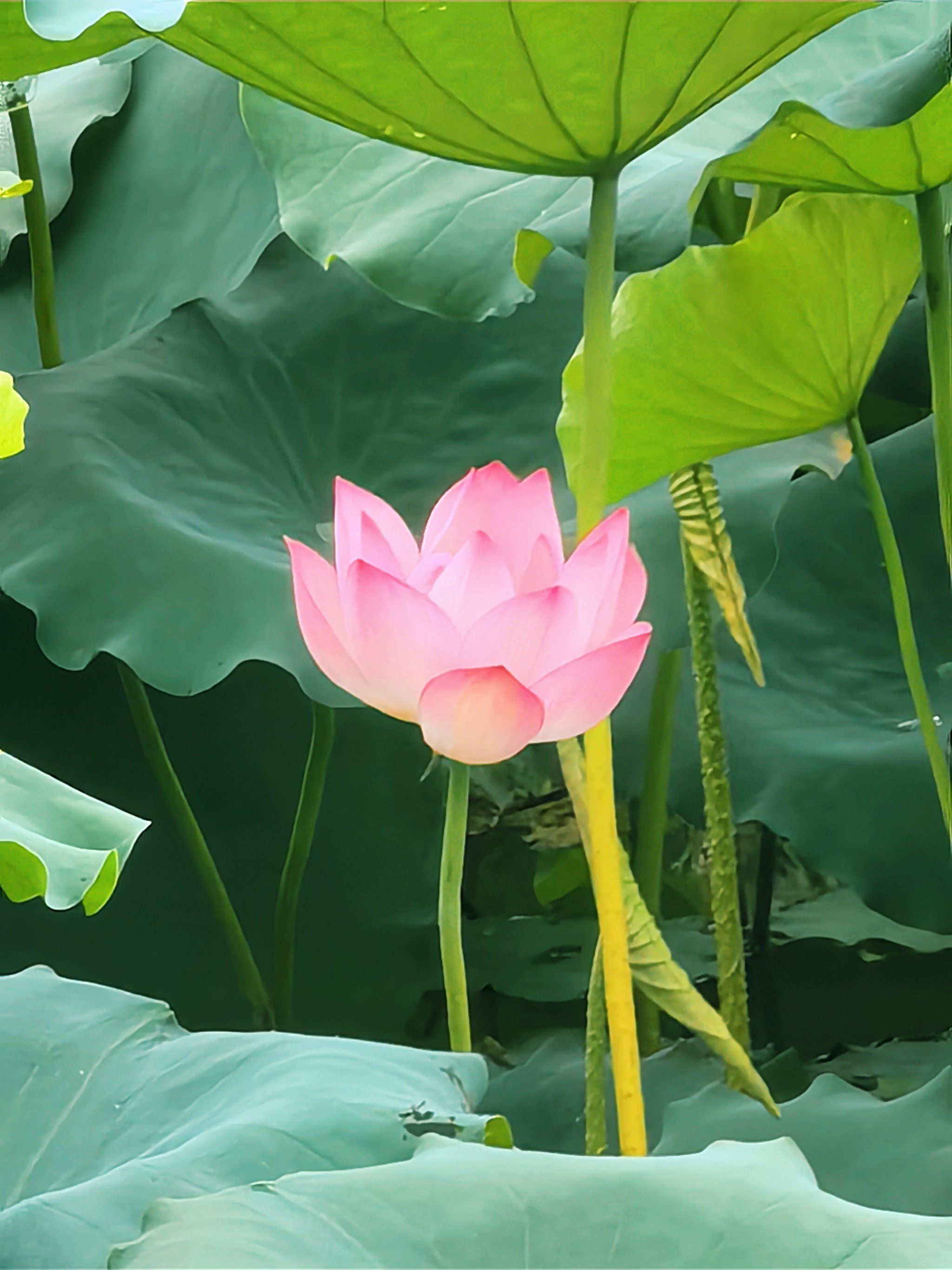 盛开花朵的美景