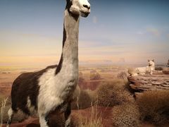 -陕西自然博物馆