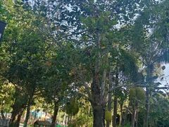 -三亚海棠湾万丽度假酒店