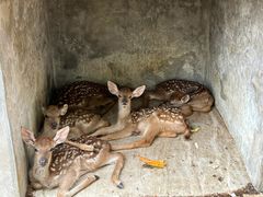 -北京鹿世界主题园