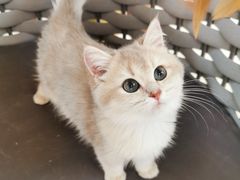 -lincat·猫舍(广州店)