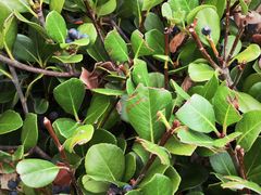 -墨尔本皇家植物园