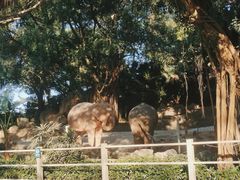 -深圳野生动物园