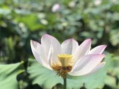 中华荷园-南戴河国际娱乐中心