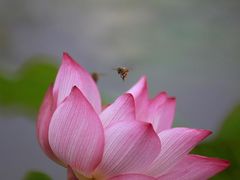 -西湖游船