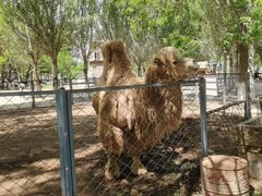 -长白岛森林公园