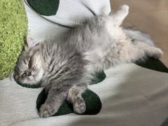 -福懋动物医院·犬猫全科·外科·重症科(杏林分院)