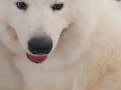 -共舞时光猫咖·狗咖(新街口店)