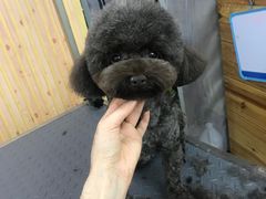 -爱宠屋pet shop·宠物洗澡·宠物美容