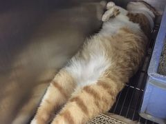 -安安宠医宠物医院·异宠·犬猫内科(岳阳分院)
