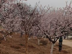 -北京西山国家森林公园