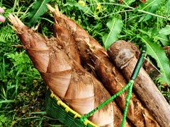 -桑洲油菜花景区