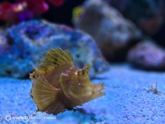-上海海洋水族馆