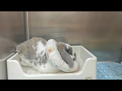 -立德异宠动物医院.兔鸟爬.内窥镜(天河店)