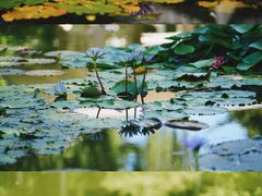 -国家植物园南园