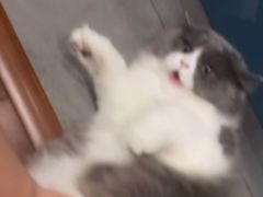 -FAELING PETS美天灵宠物(富力广场店)