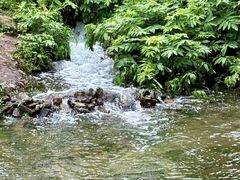 -重庆彩云湖湿地公园