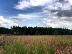 -塞罕坝国家级自然保护区