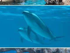 -珠海长隆海洋王国