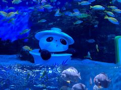 -海合安成都极地海洋公园