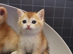 -70cat德文卷毛猫·缅因猫纯种猫舍