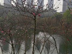 -重庆彩云湖湿地公园