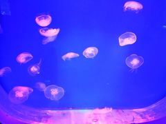 -芜湖新华联大白鲸海洋公园