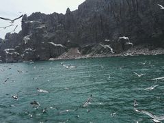 -长岛万鸟岛